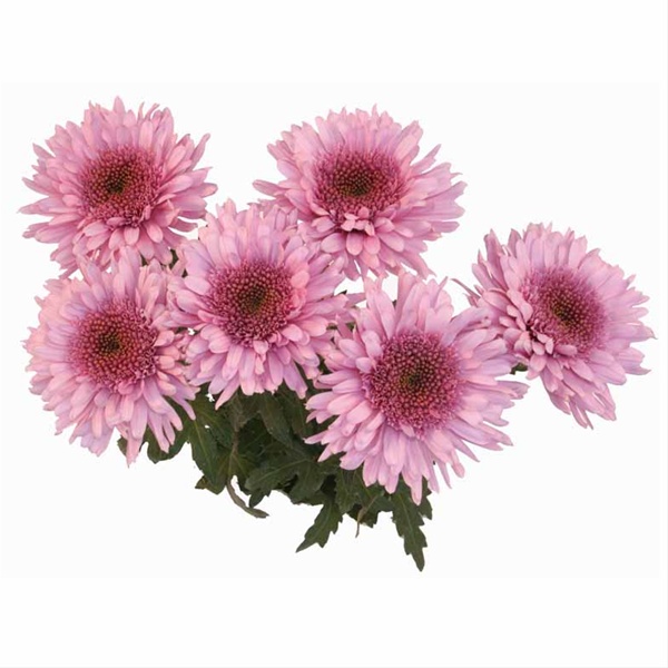 Chrys Cremon Eleonora Lilac Disbuds/Mums Chrysanthemum Flowers by